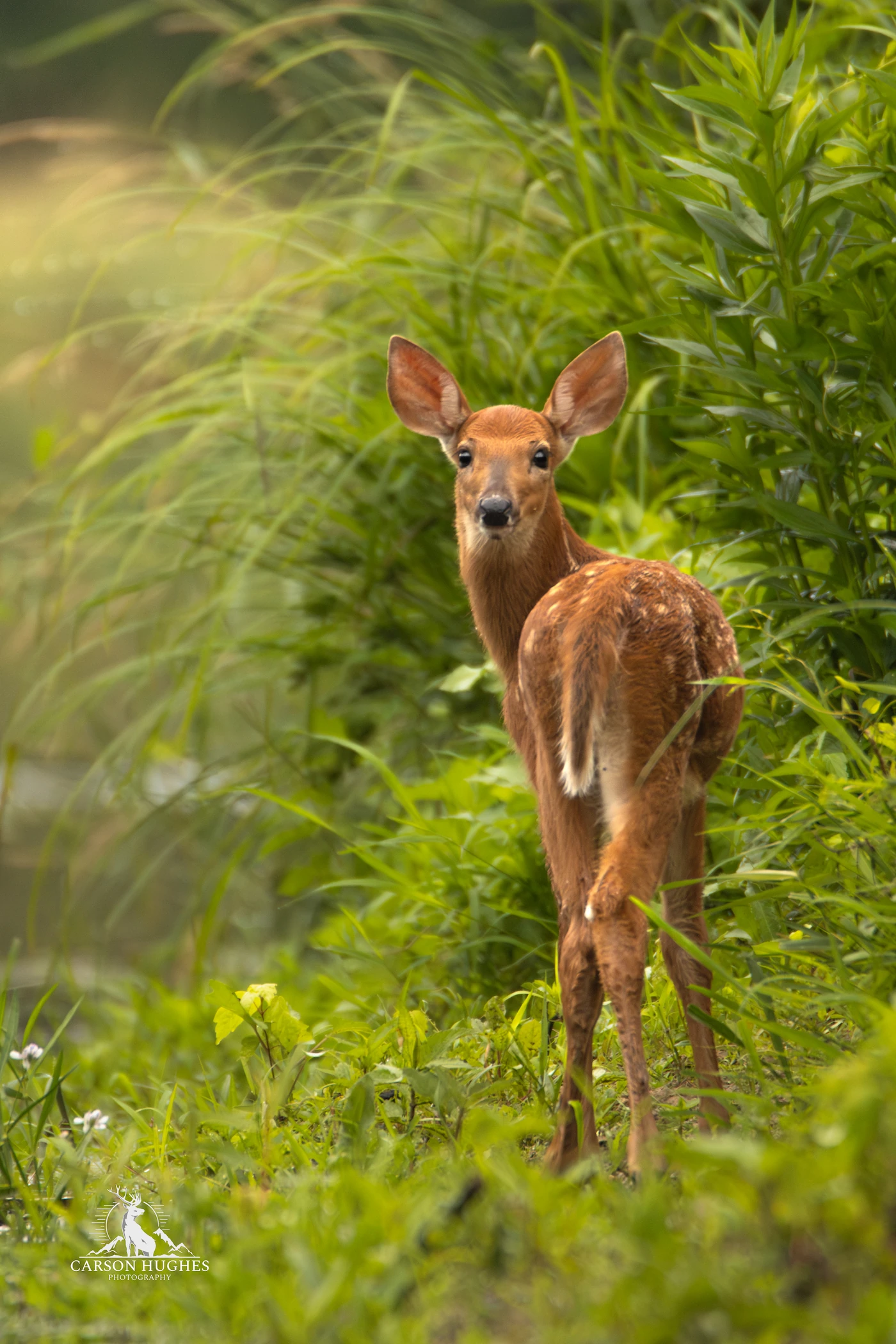 Bambi